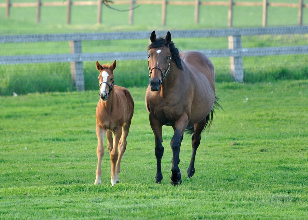 国産胎盤原料にこだわる